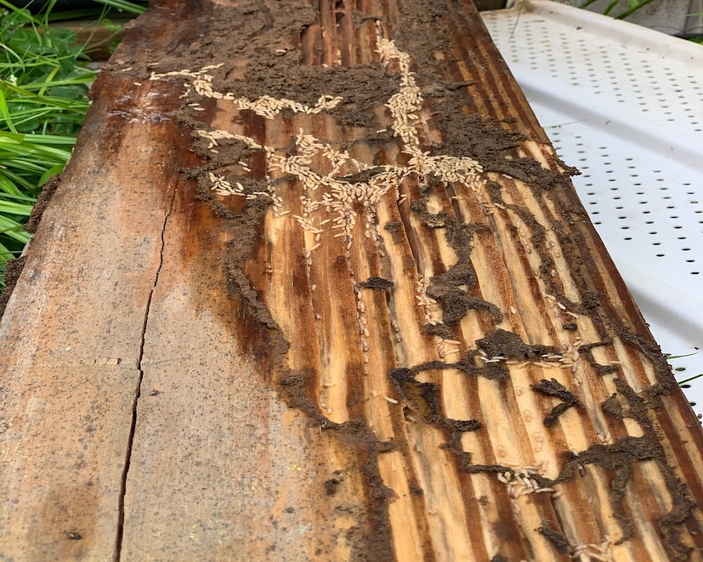 subterranean termites on deck wood in florida